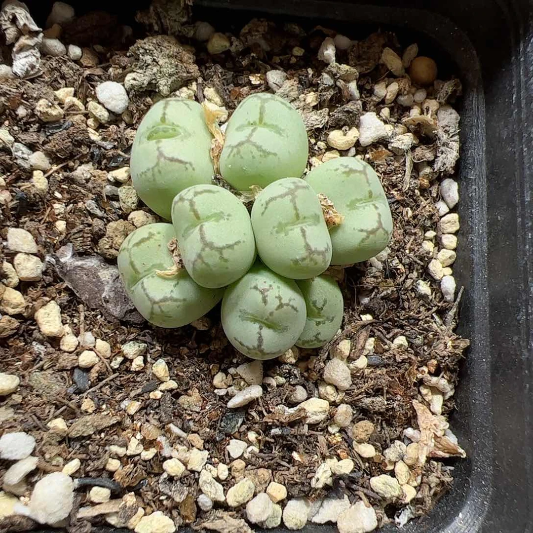 【闪购商品】282 猴脸