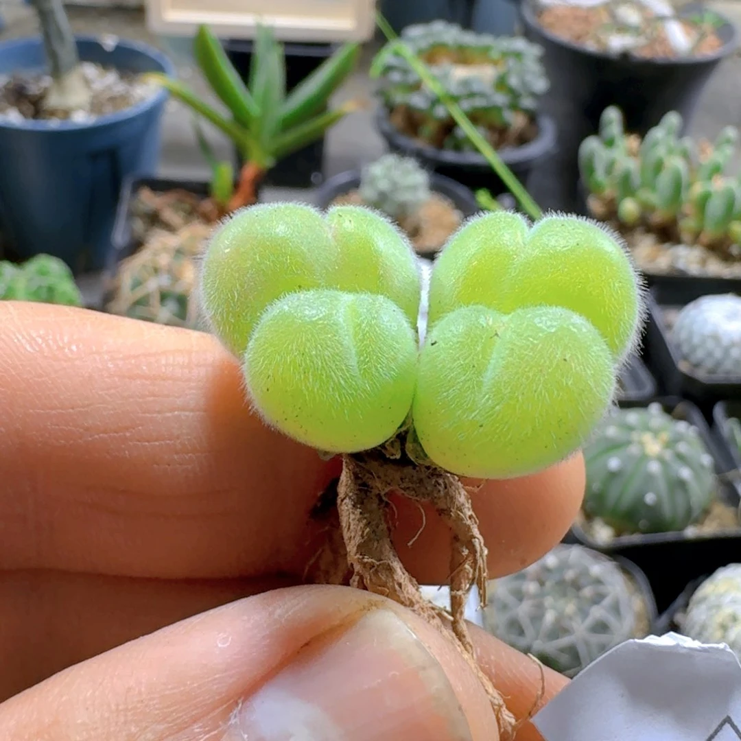 224长毛毛翠滴脱土发货
