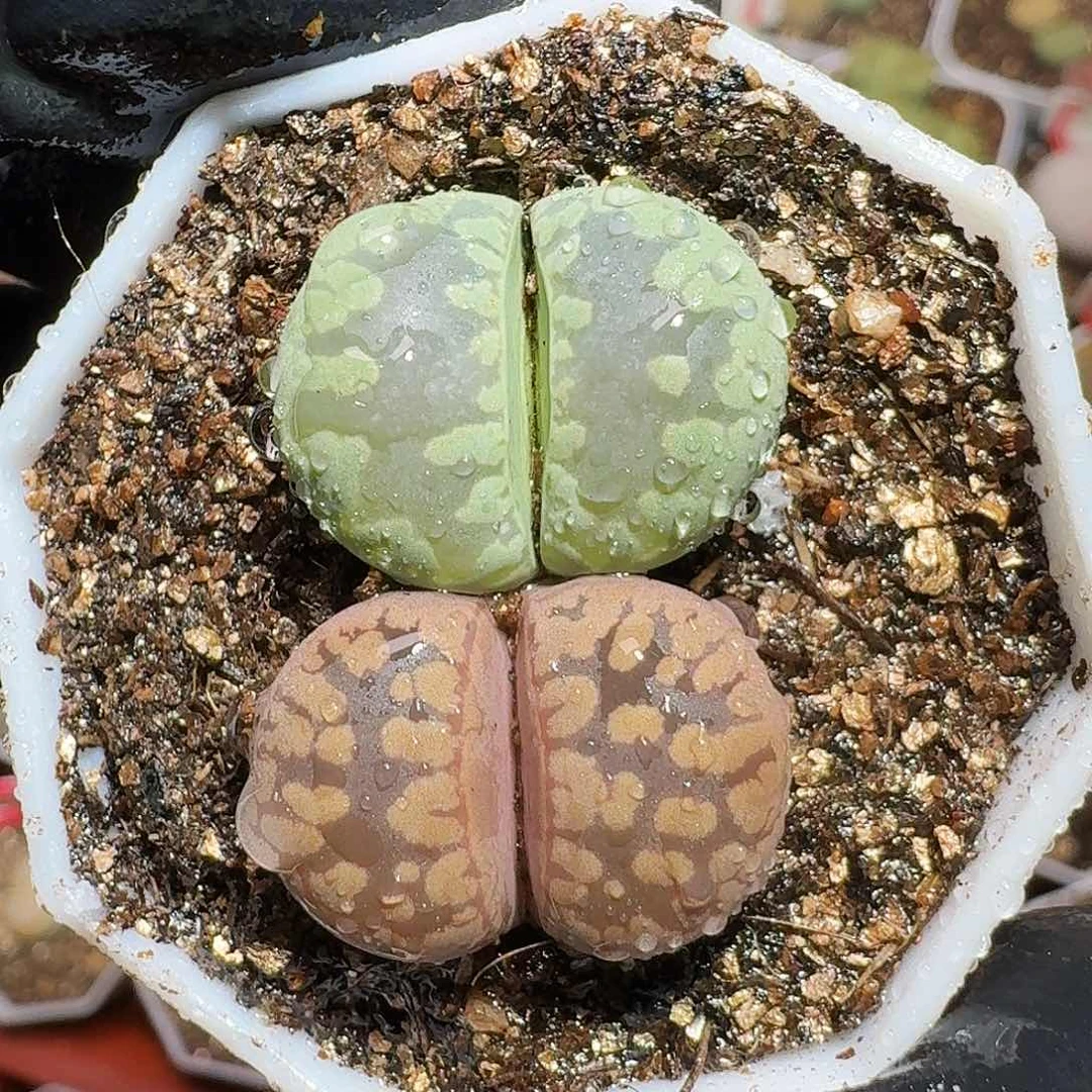 生石花等1111111。   165