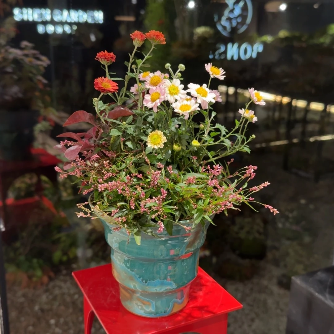 全部花朵山野草手作盆