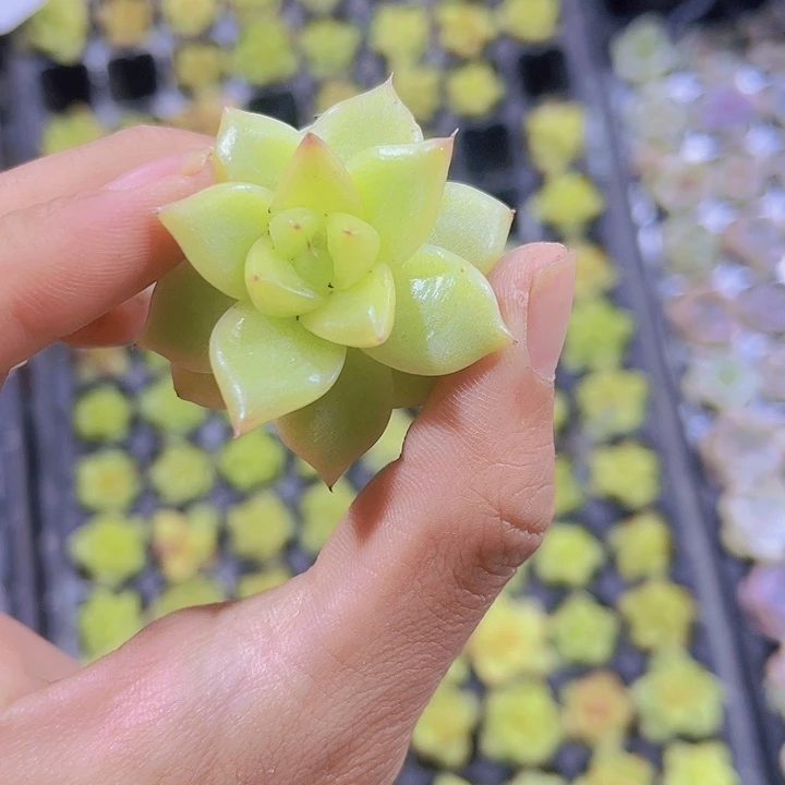 精品乌白多肉植物