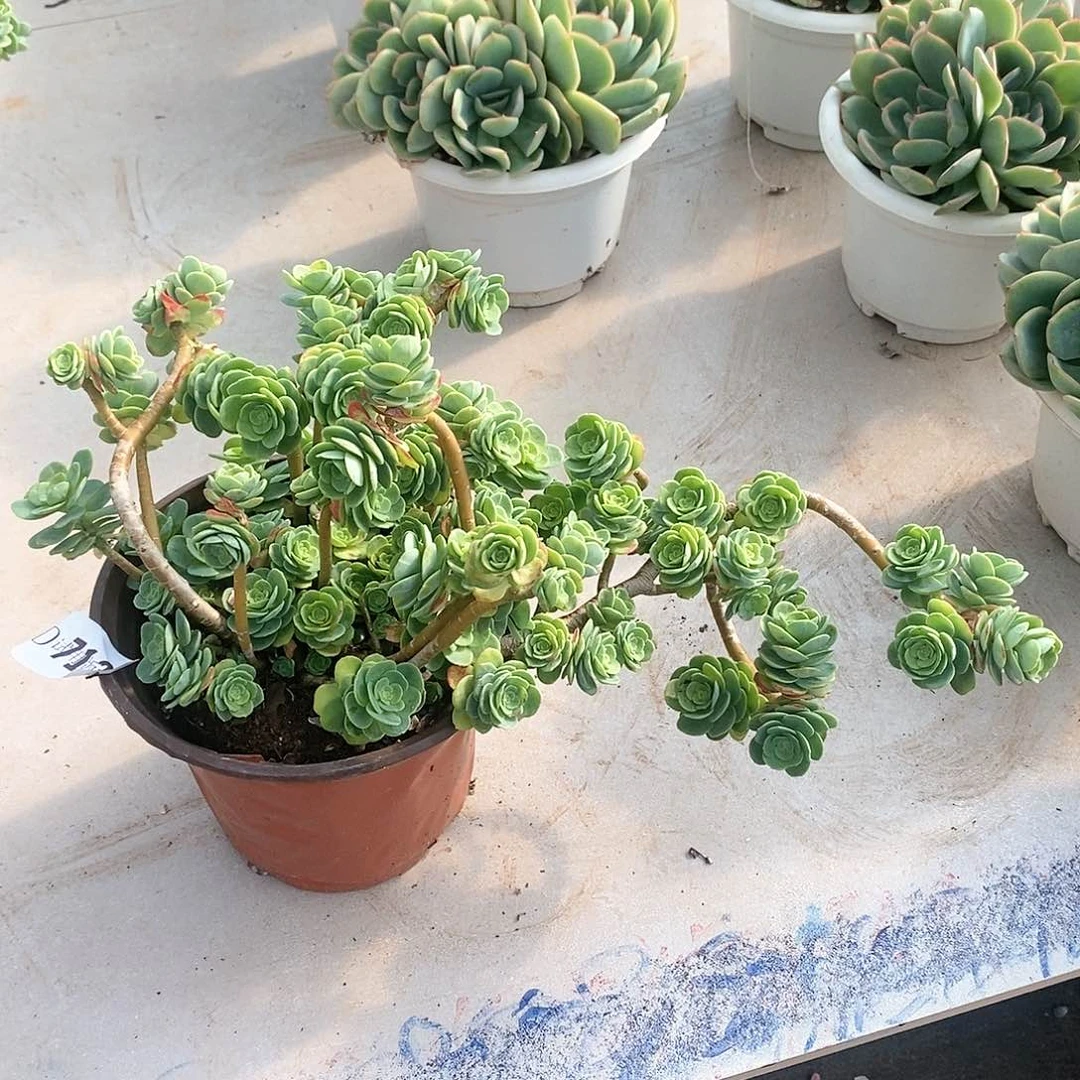 生**花713圆叶薄化妆多肉