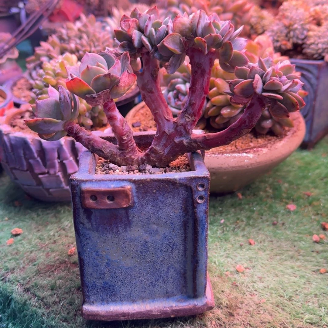 白凤缀化树无砍多肉