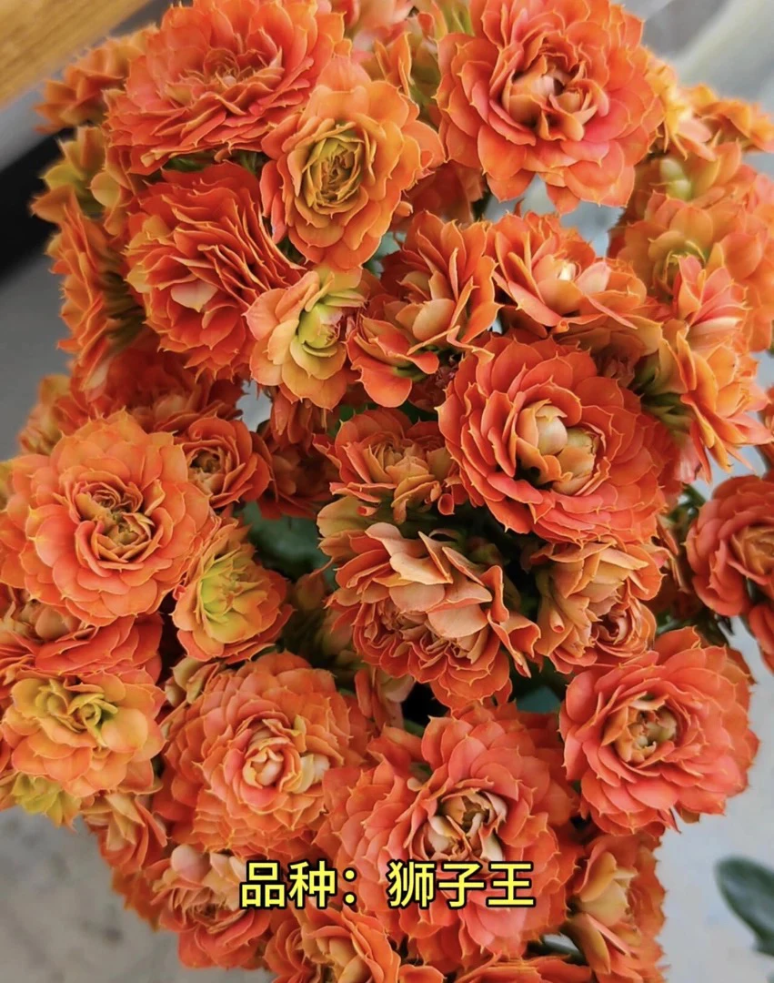 狮子王 110盆 一代独杆