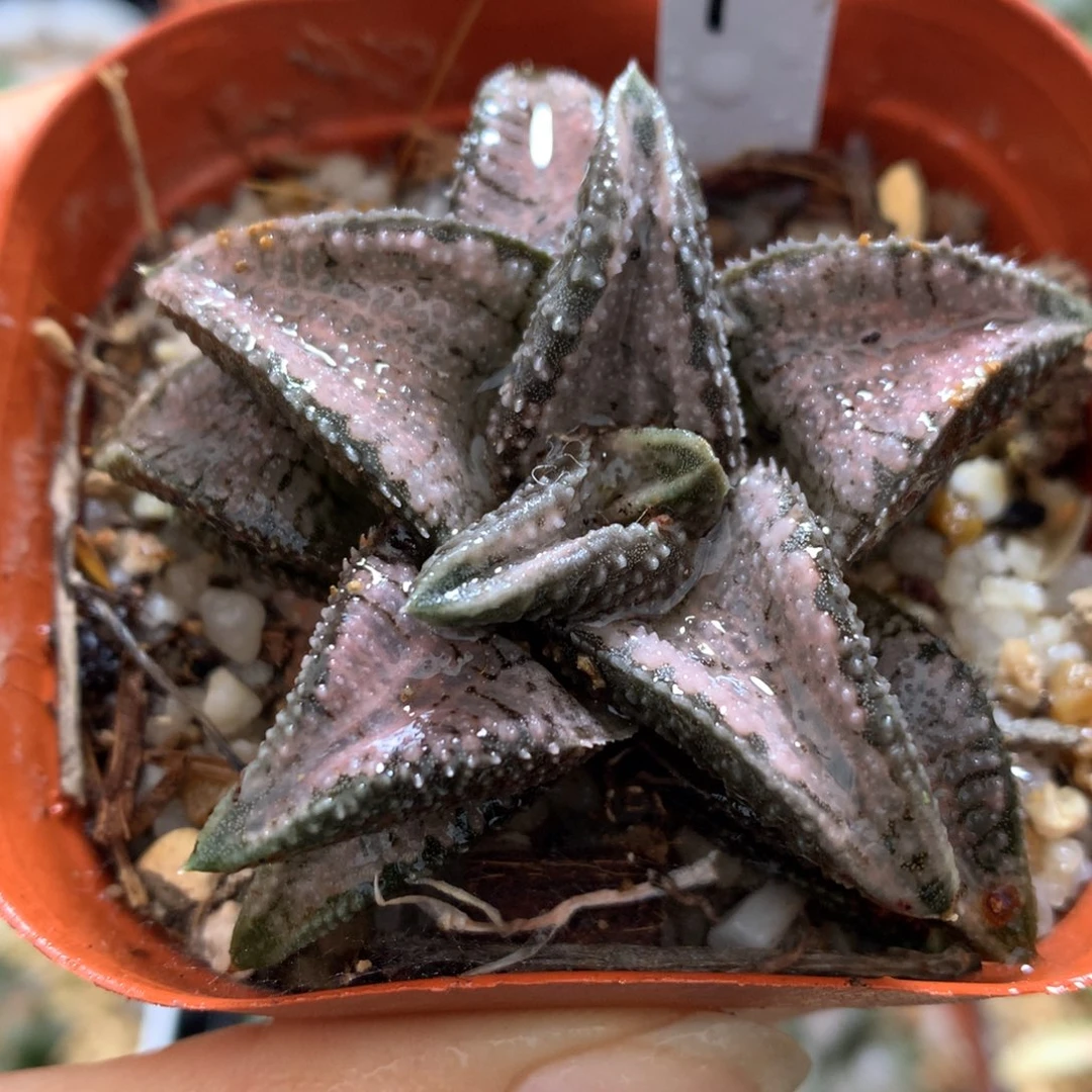 银狼蛛硬叶，带盆一起