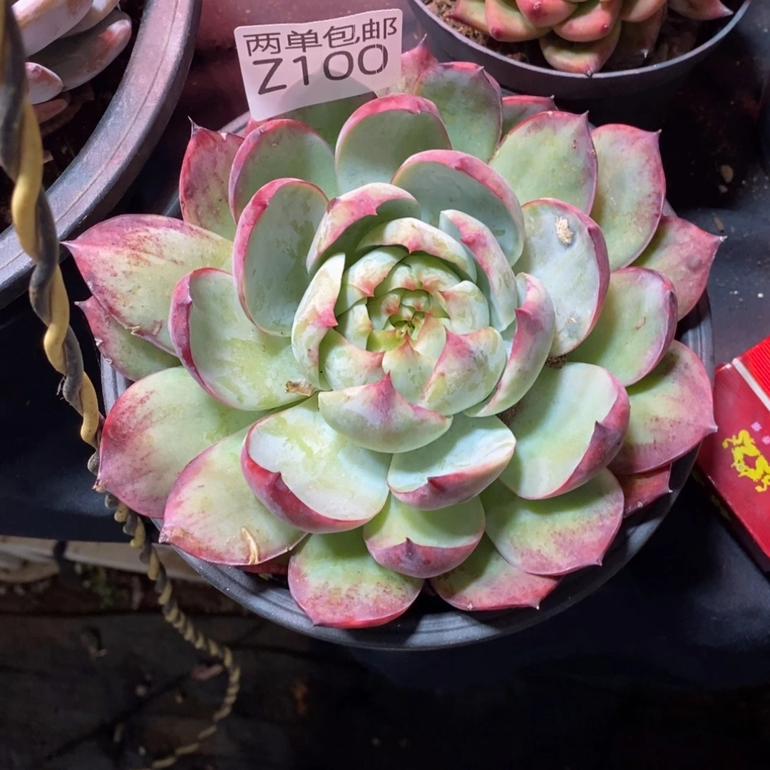 哈哈哈哈哈哈100号