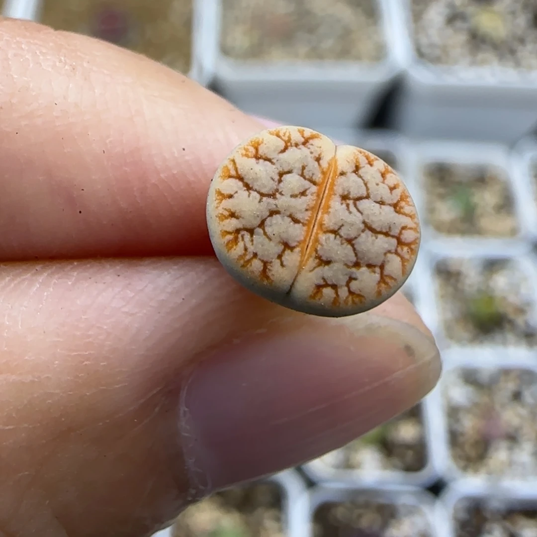 195二蜕睫毛189 清框福利30包邮