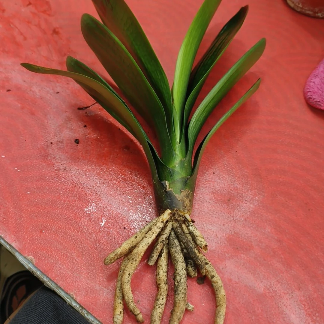 嘟***！大部分花苞少量开放