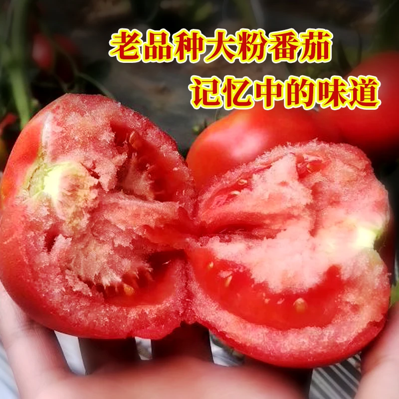 农家大粉番茄 北农优冠 沙瓤好吃