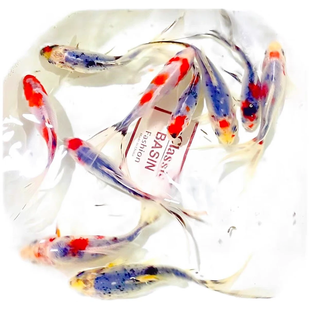 精品水墨兰花金鱼5-7公分17条温顺好养耐活不指定颜色全国包邮