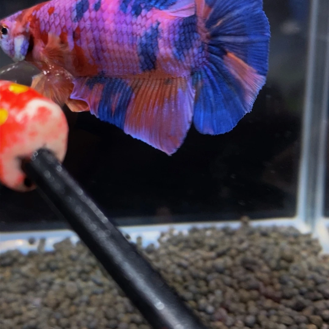 热带鱼公309巨斗