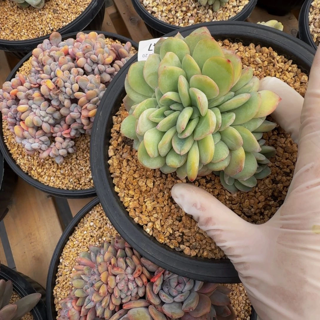 小***悠c c c c c c c c 47