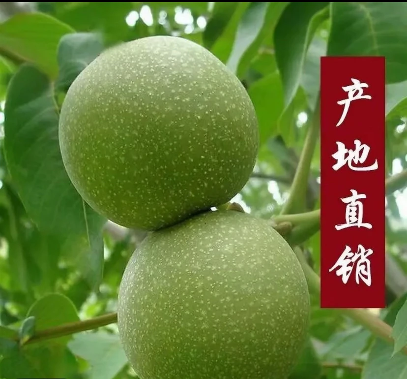 青皮（现拍现开 不退不换）门：xiao-xiao563