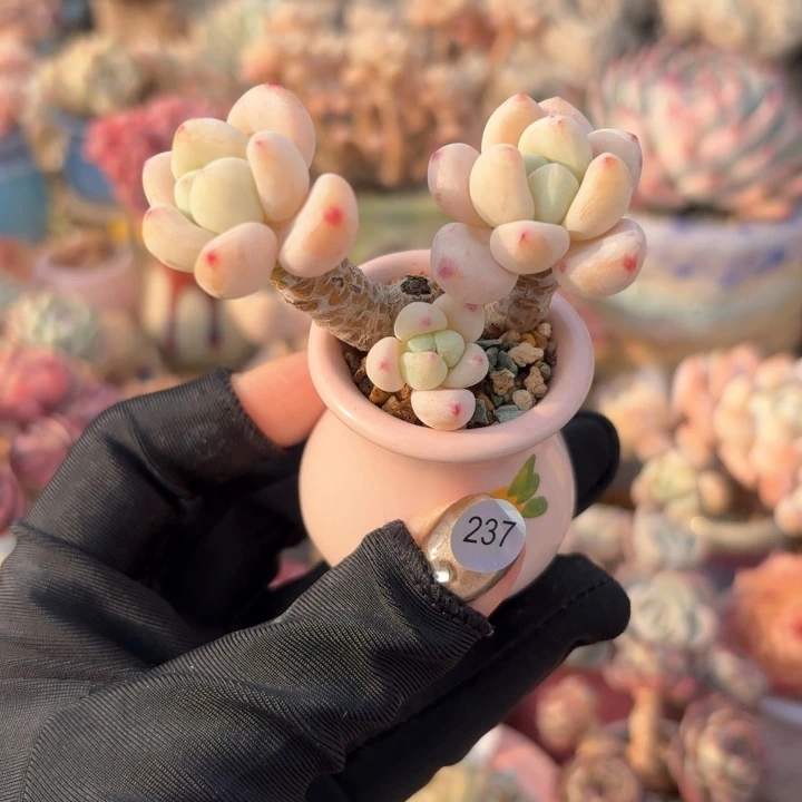 237 多肉含盆土 30元包邮 除偏远