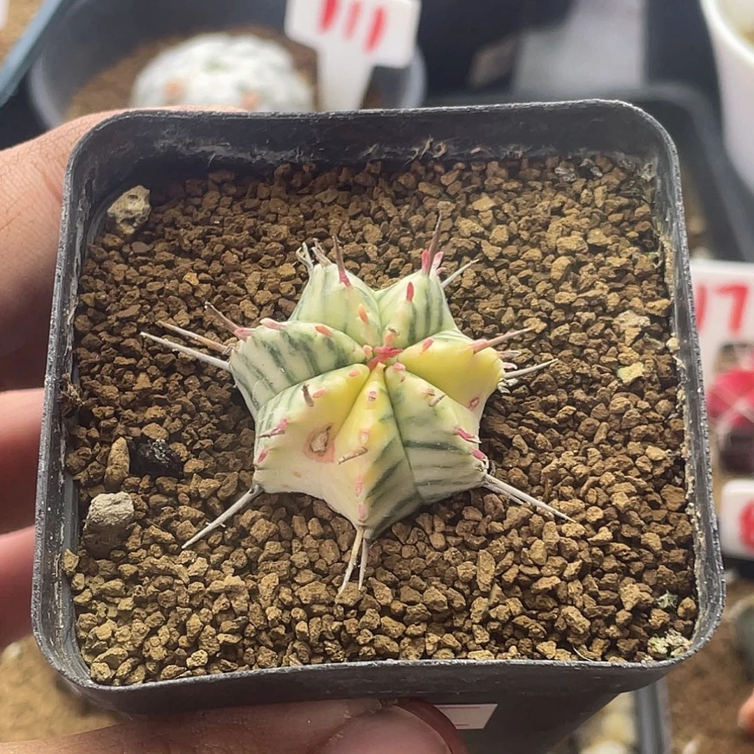 斑马锦大戟 带盆土 微瑕