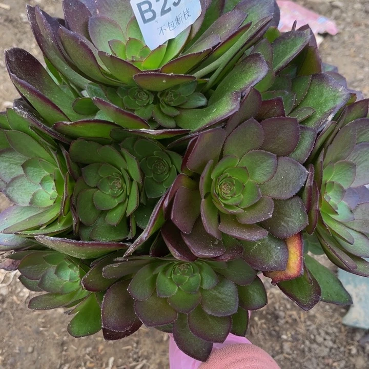 296桃花石量多肉法师不包断枝