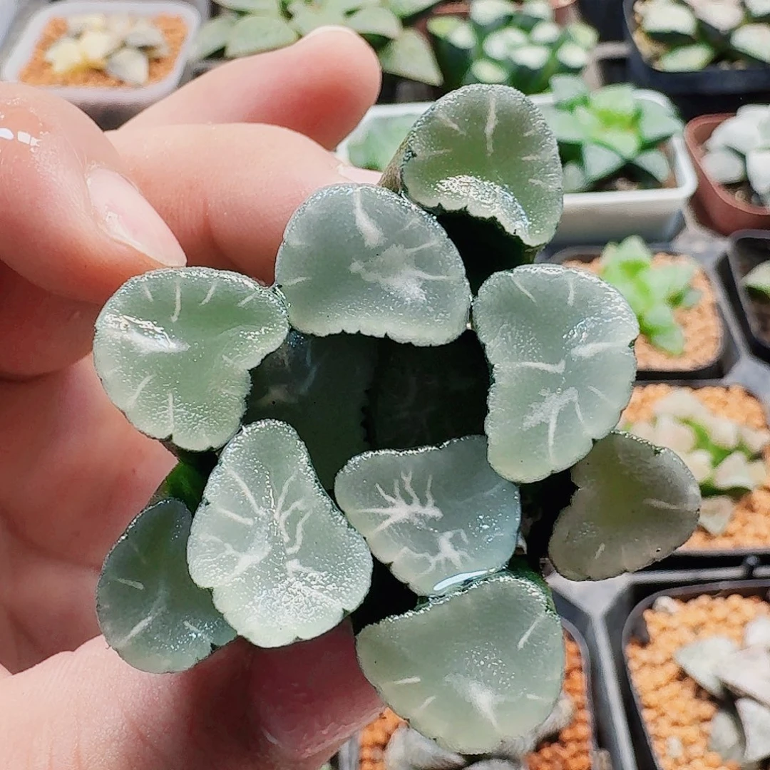 十二卷福利活动裸根天狼星