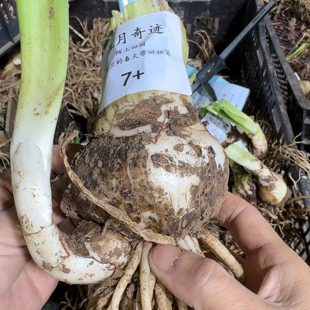 五月奇迹7+开花球2颗组合