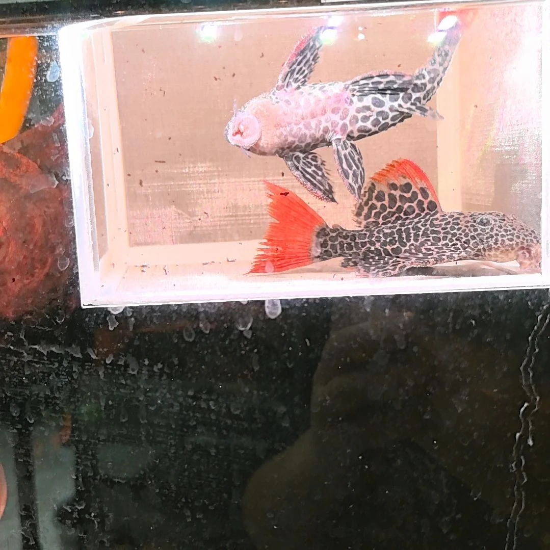 海水鱼l600异型鱼