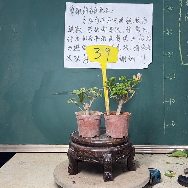 完全开放  橙色条纹掌中宝 巴西紫掌中宝  39