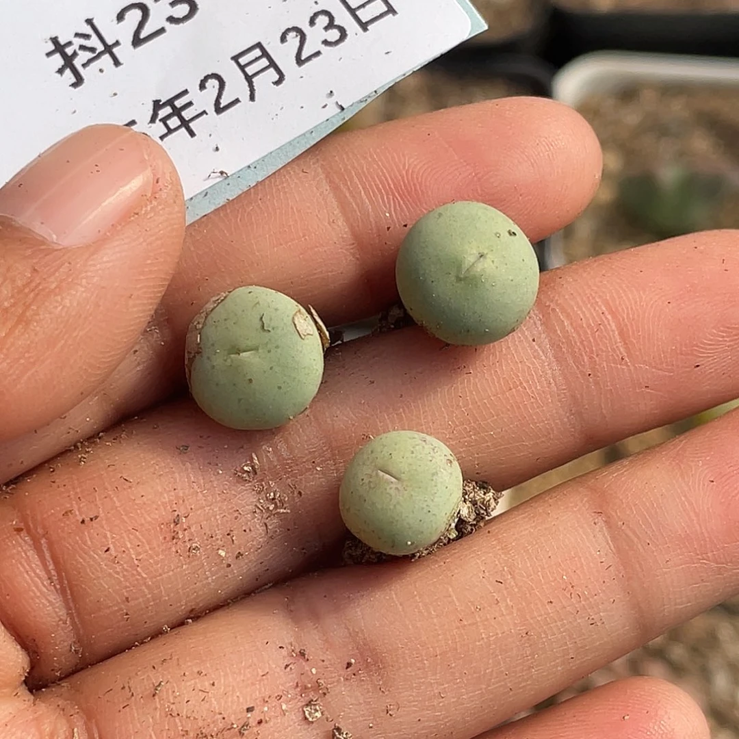 姬**君23-15肉锥多肉植物