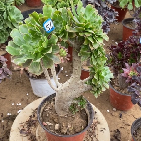 原始绿缀一物一拍