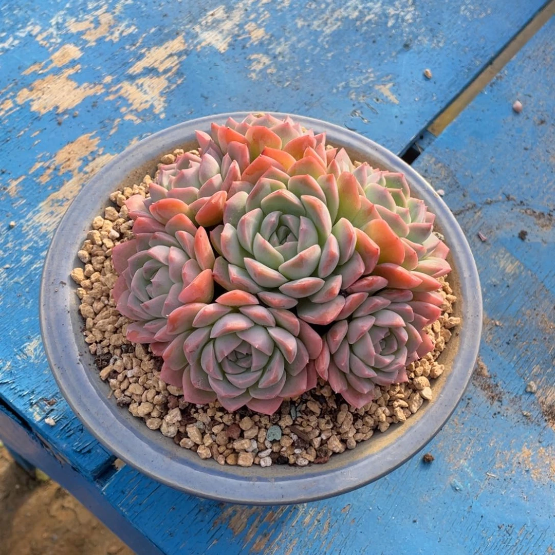 换冰玉4头留冰沙群生