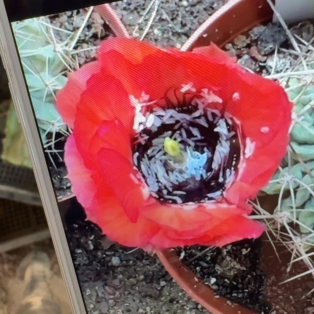 红喉丽花3公分左右仙人球