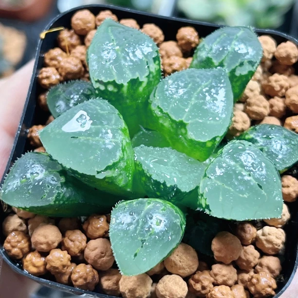 十二卷 赤田玻璃克 阳台办公室 新手高端多肉植物