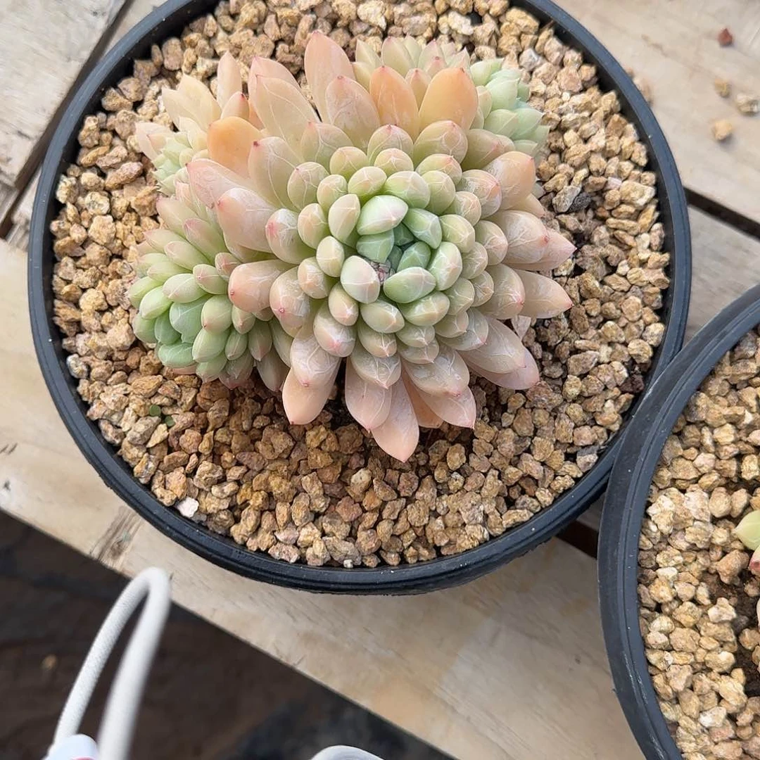 百搭翡翠多肉植物0000