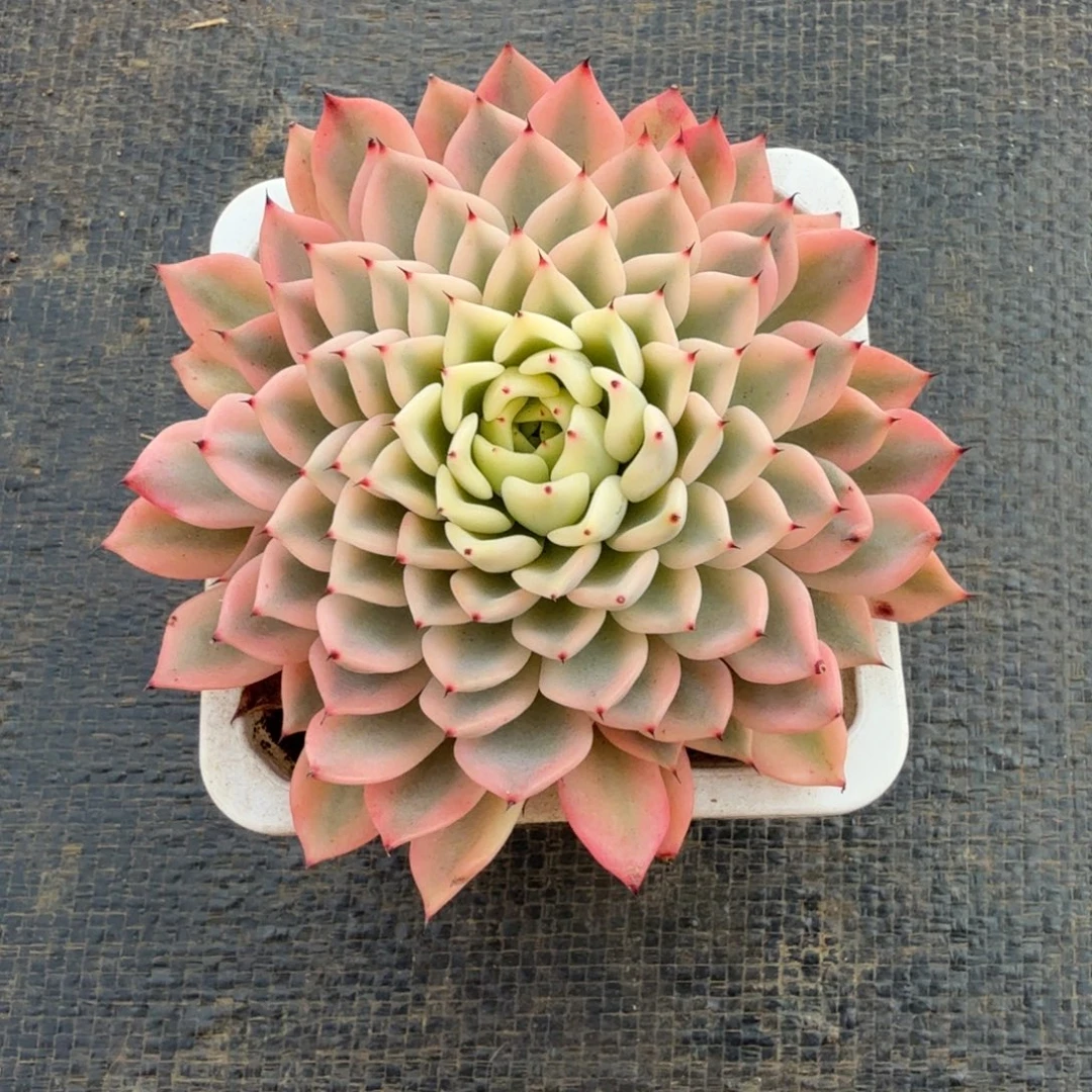 吉尔巴玫瑰锦大单头双十二福利