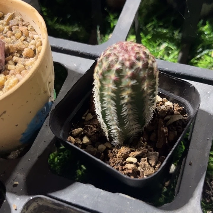 单头青花虾满25包邮