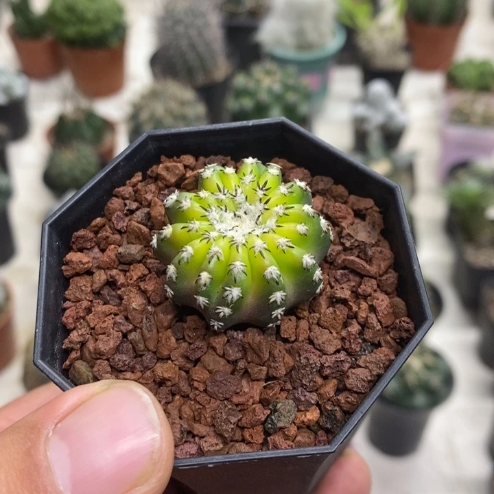 猫爪奇特球实生特价