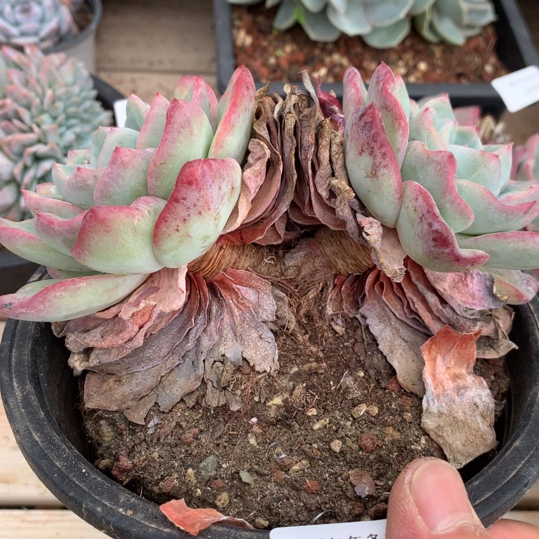 1581泡芙多肉一颗15厘米