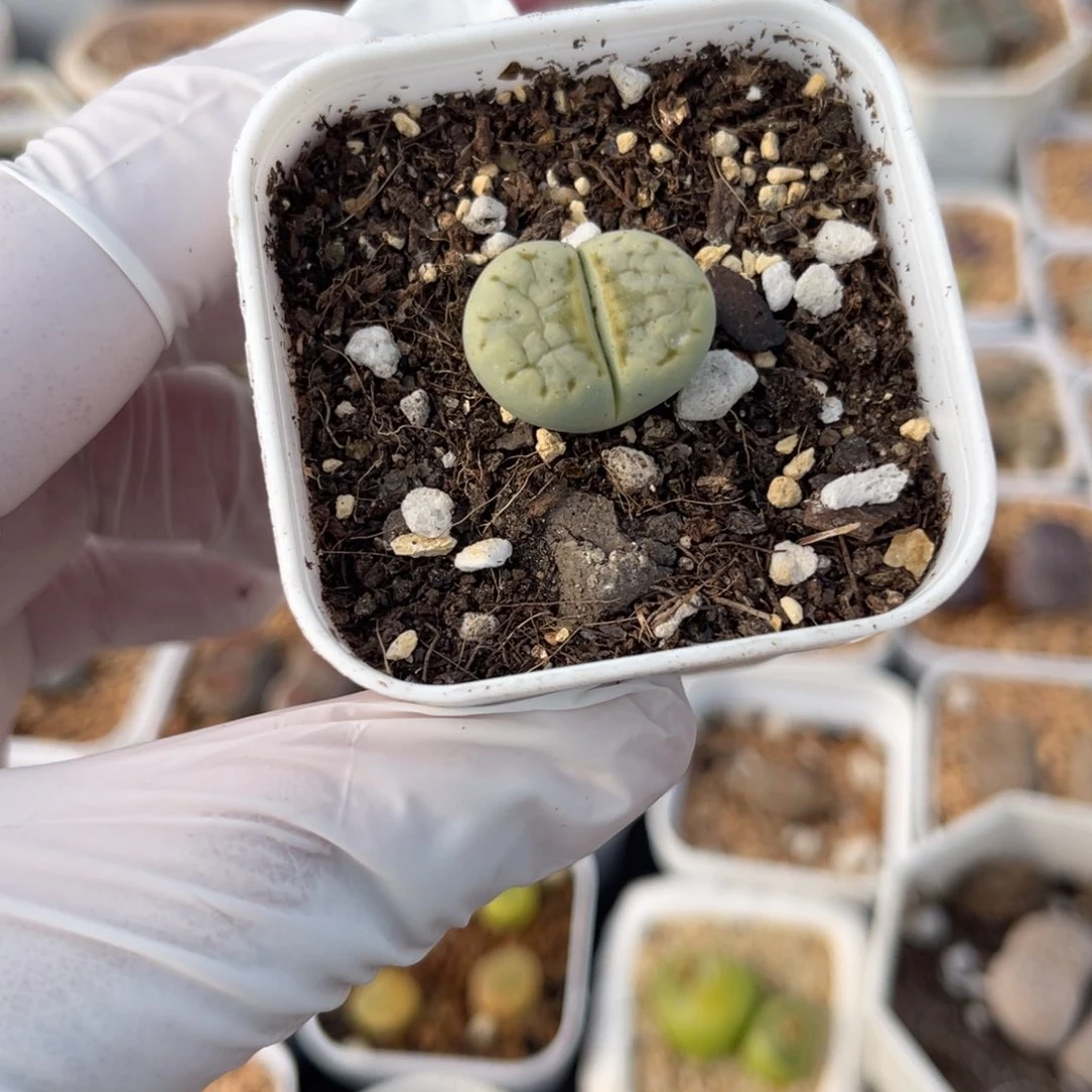 多肉植物一物一拍2