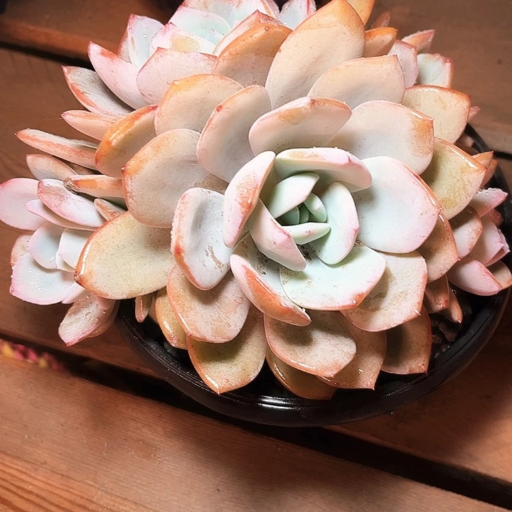 奶茶12号码牌子的话题了