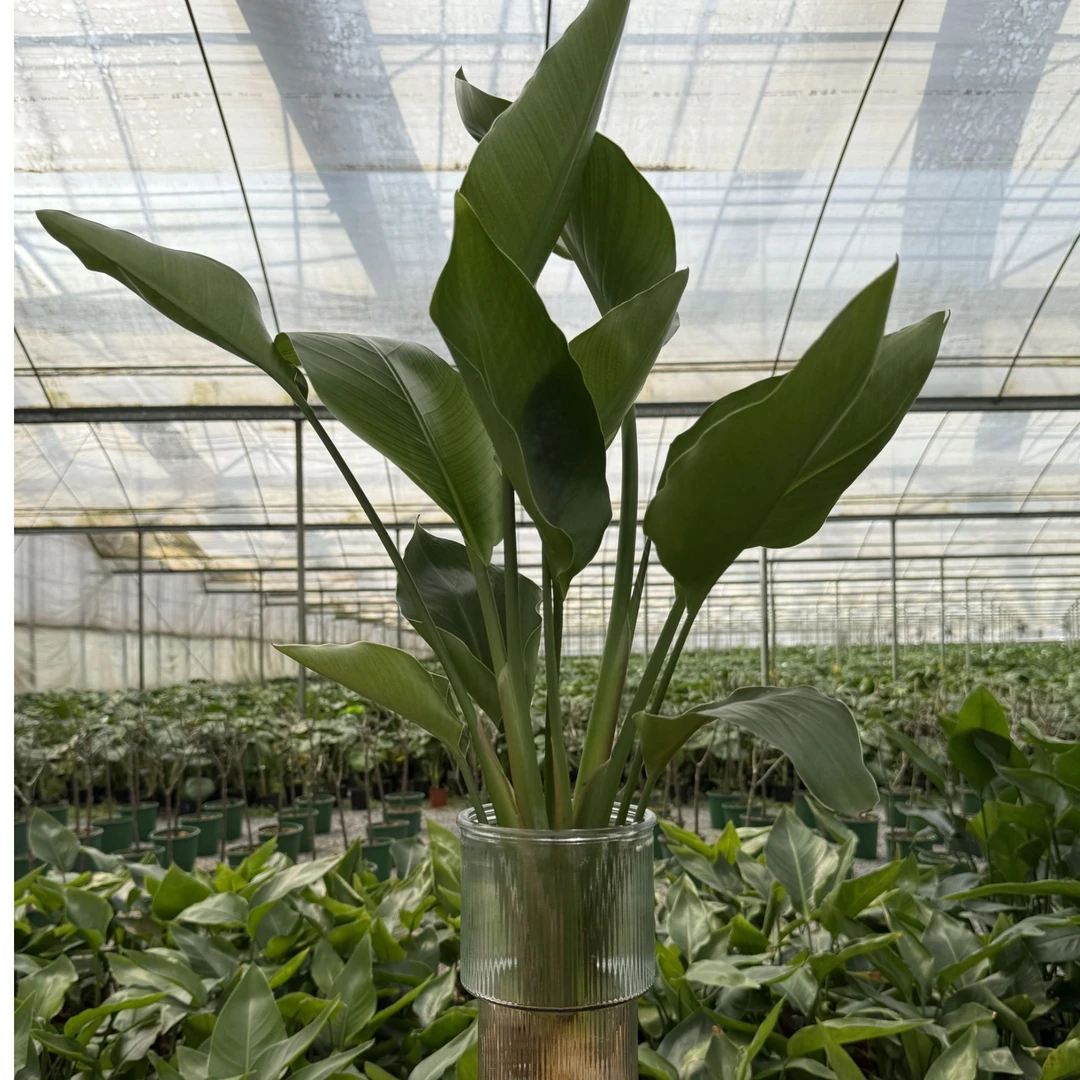 花盆两棵绿色天堂鸟植物桌面绿植春鹤望兰绿植室内客厅