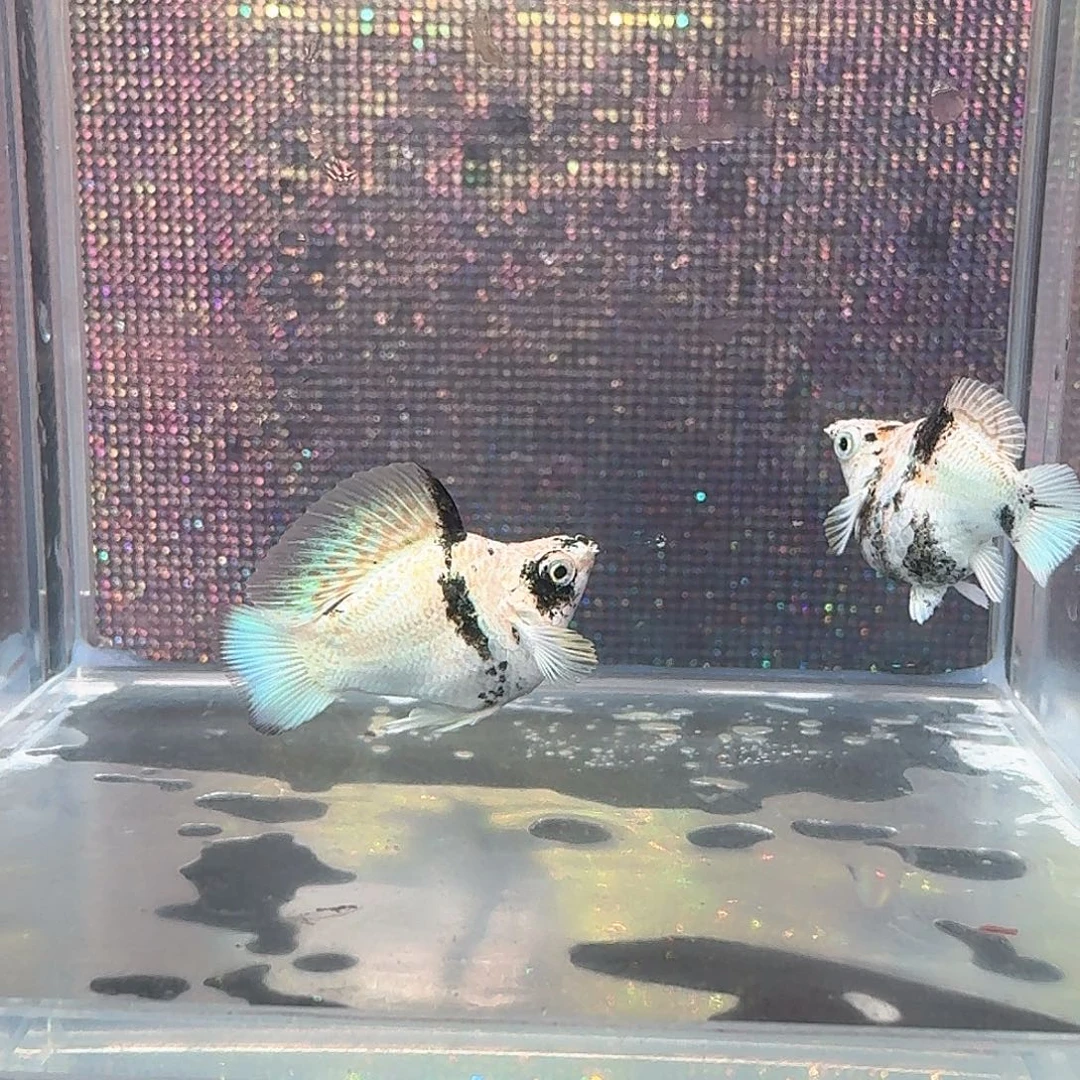 泰系高帆红头玛丽一对