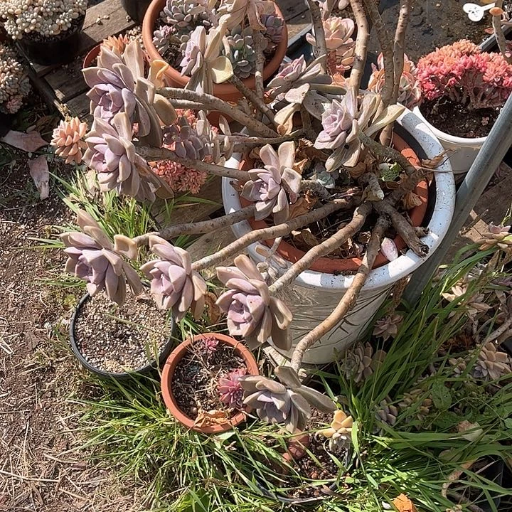 红陶我**六紫乐大群多头老桩