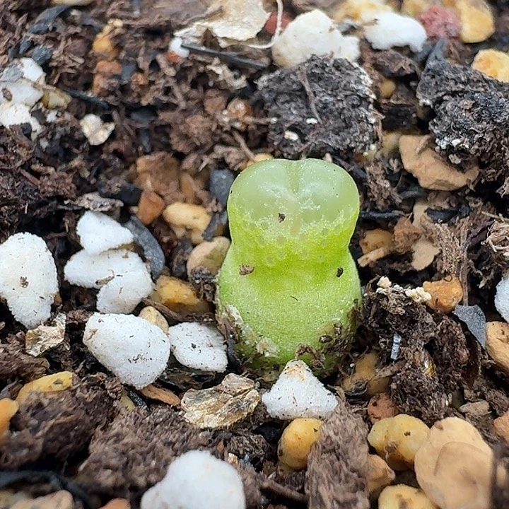 老马生石花小葫芦2865