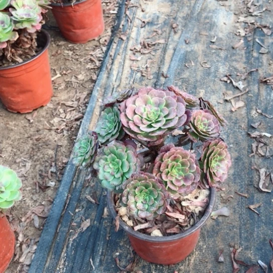 毛***奶萝莉法师多肉植物23