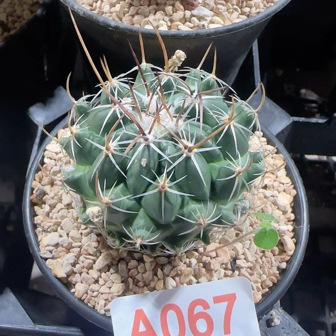 天照 实生仙人球067
