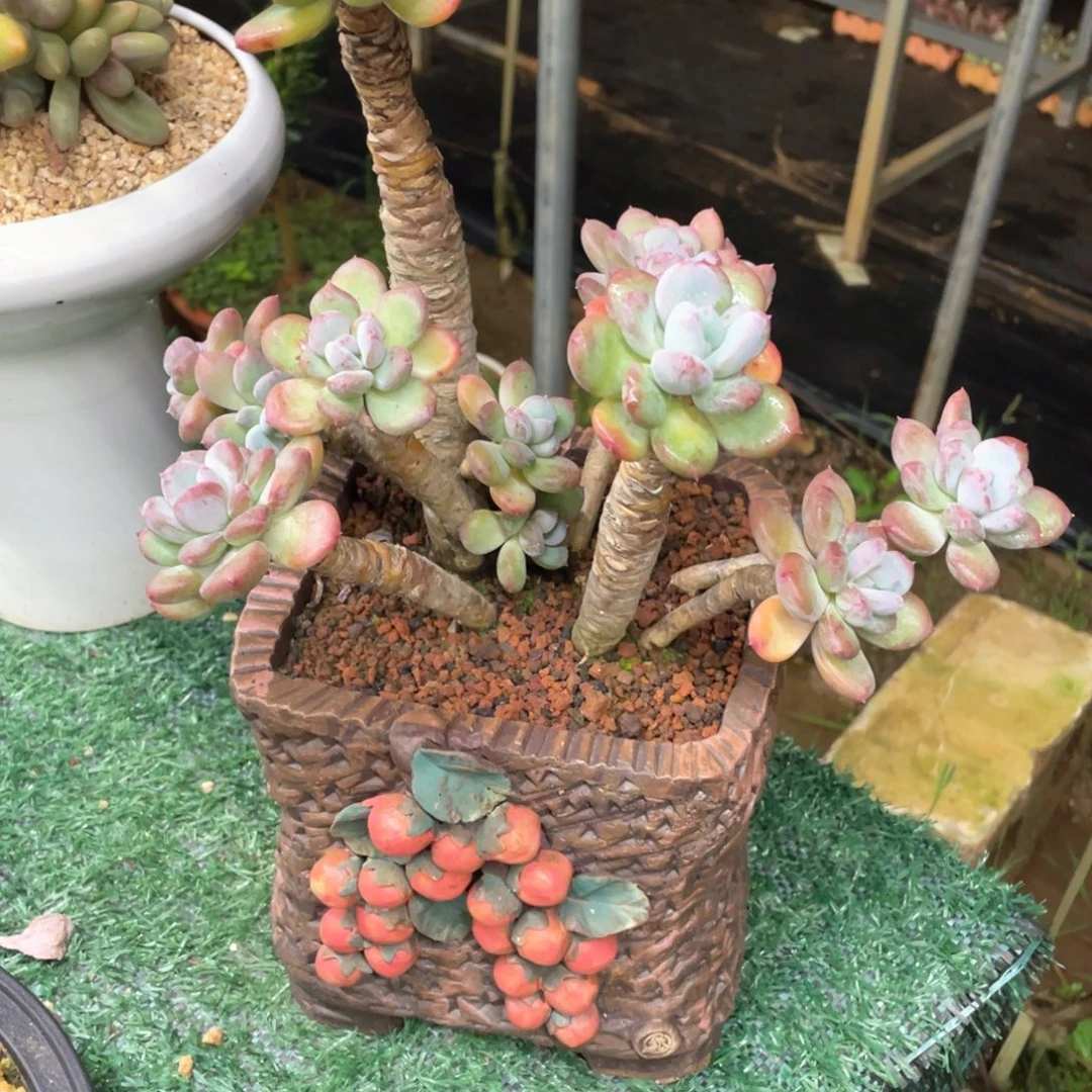 空***事灰菇凉带盆走物流