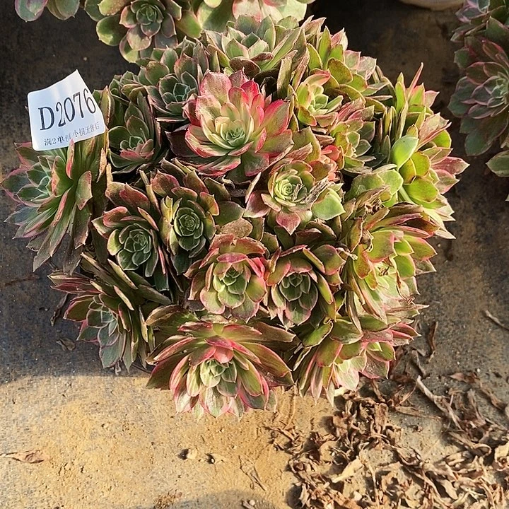 2076万花筒多肉不周正