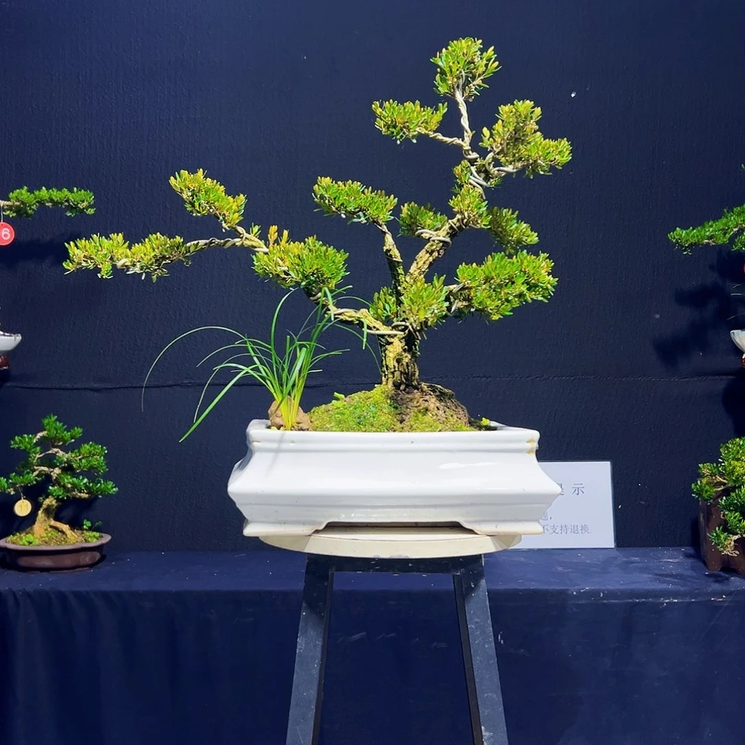 无花朵广东黄杨木盆景