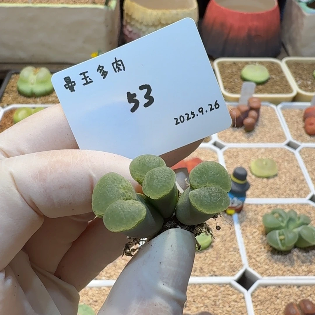 丁***加多肉多肉多肉9.26-053