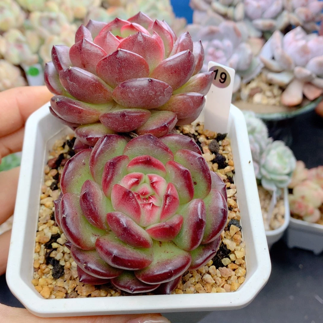 58包邮  群生不包整19