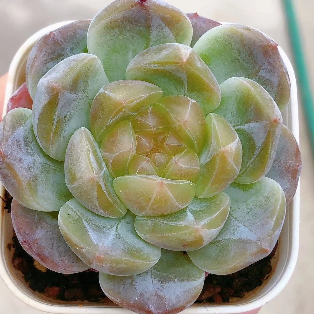 多肉植物  母本优选个体黄心冰魄一颗（尺寸5左右）满28包邮除偏远