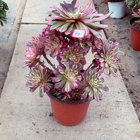 铜白多肉法师63号