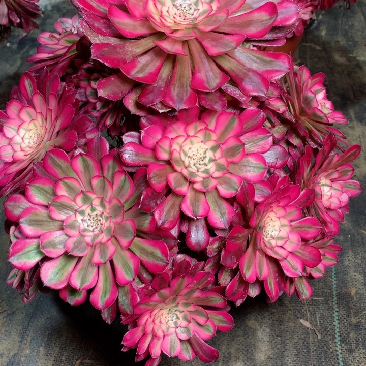 21红铜白多肉111111